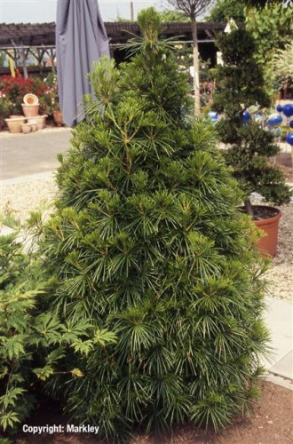 Sciadopitys verticillata