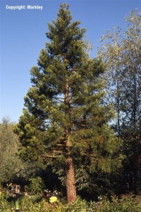 Sequoiadendron giganteum