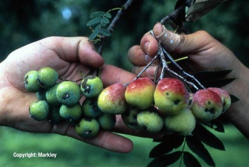 Sorbus domestica
