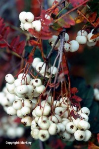 Sorbus koehneana