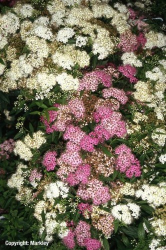 Spiraea japonica 'Shirobana'