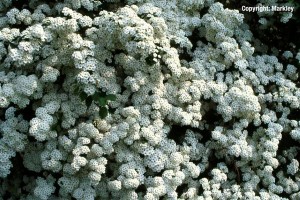 Spiraea vanhouttei