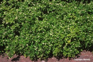 Stephanandra incisa 'Crispa'