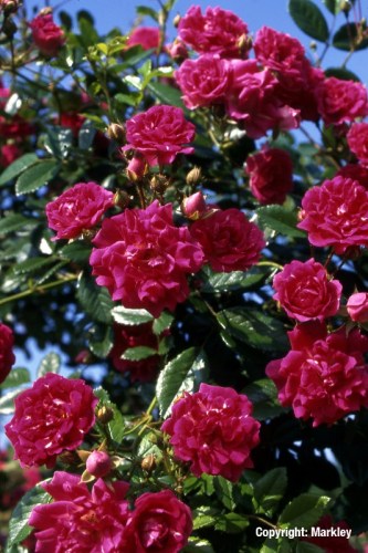 Rosa 'Super Excelsa' -R-