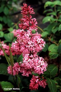 Syringa prestoniae 'Miss Canada'