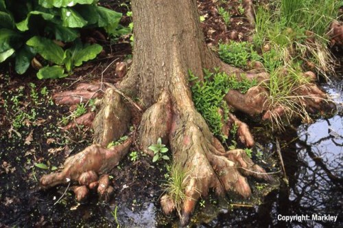 Taxodium distichum