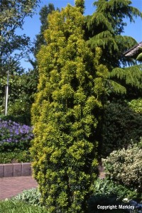 Taxus baccata 'Fastigiata Aureomarginata'