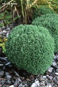 Thuja occidentalis 'Teddy'