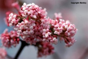 Viburnum bodnantense 'Dawn'