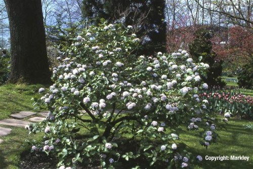 Viburnum carlesii