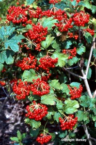 Viburnum opulus