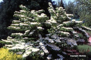 Viburnum plicatum 'Watanabe'