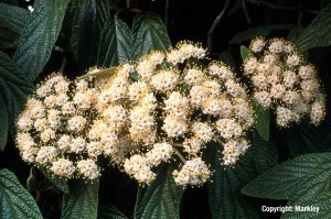 Viburnum rhytidophyllum