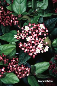Viburnum tinus 'Gwenllian'