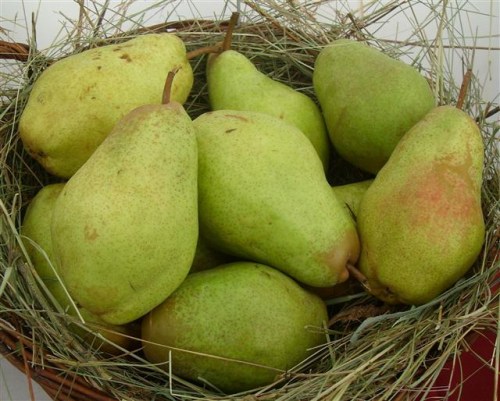 Pyrus com. 'Williams Christ'