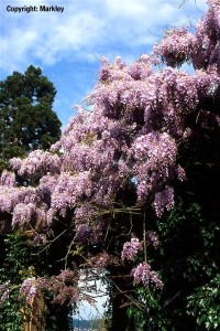 Wisteria sinensis